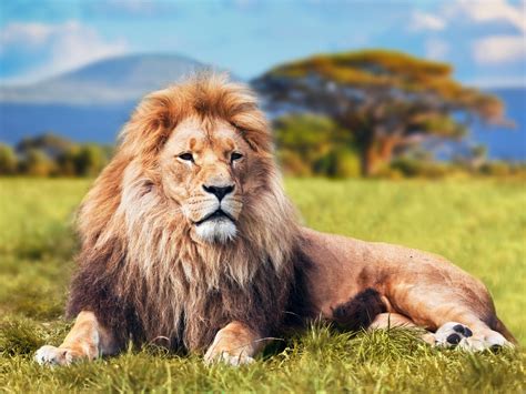 lion pictures images|beautiful lion images.